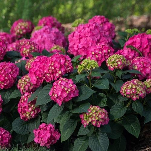 Hydrangea, Endless Summer Crush