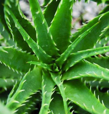 Aloe, Hedgehog