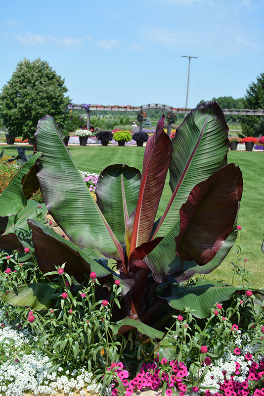 Banana Trees, Red Ensete