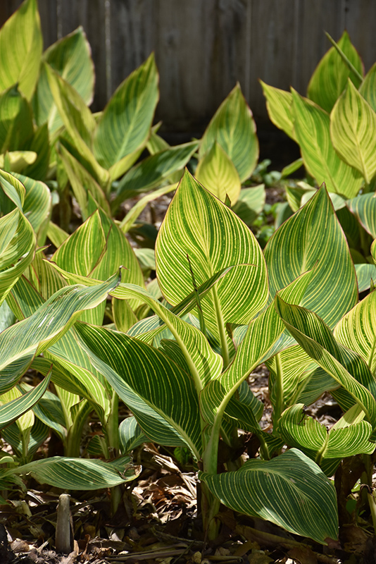 Canna, Bengal Tiger