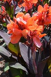 Canna, Bronze Orange