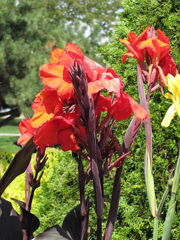 Canna, Cleopatra