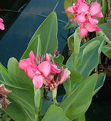 Canna, Pink