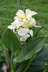 Canna, White