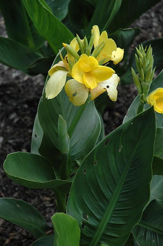 Canna, Yellow