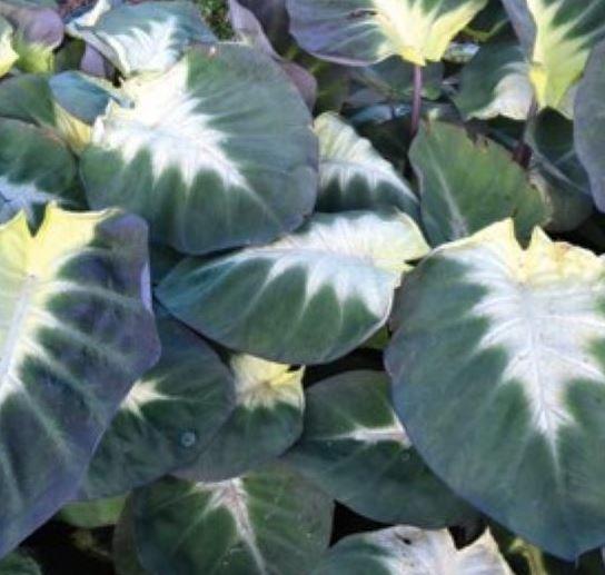 Colocasia, Tropical Storm