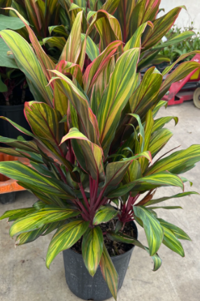 Cordyline, Harlequin