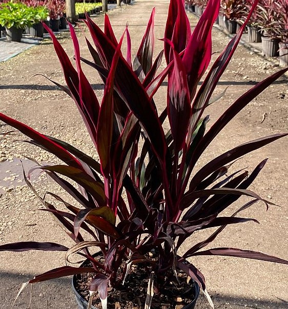 Cordyline, Hot Pepper