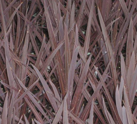 Cordyline, Red Sensation