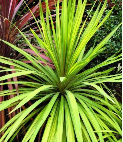 Cordyline, Torbay Dazzler