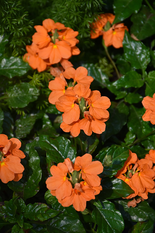 Crossandra, Orange