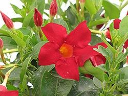 Dipladenia, Deep Red