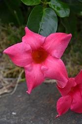 Dipladenia, Pink