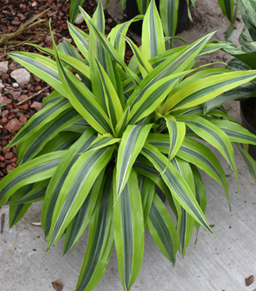 Dracaena Warneckii Gold Star