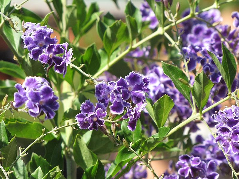 Duranta, Sapphire Showers