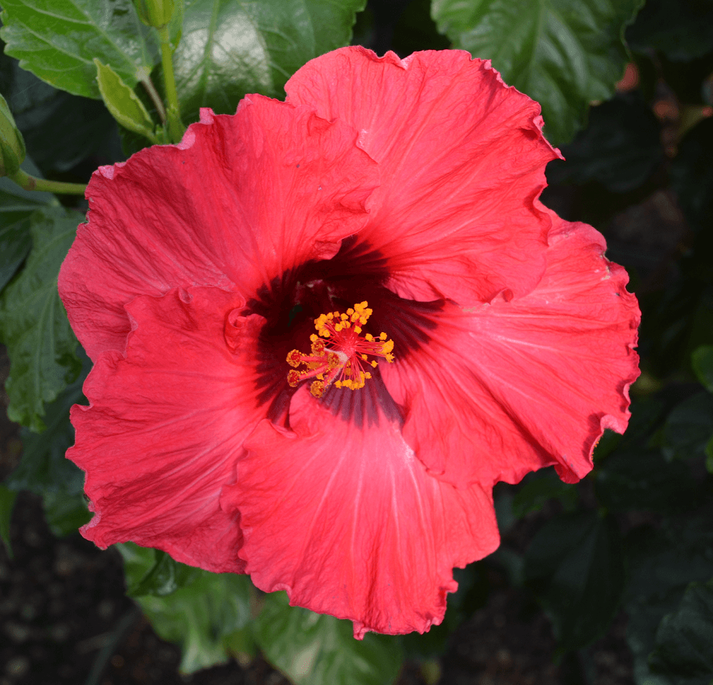 Hibiscus Bush, Hollywood Assorted Colors