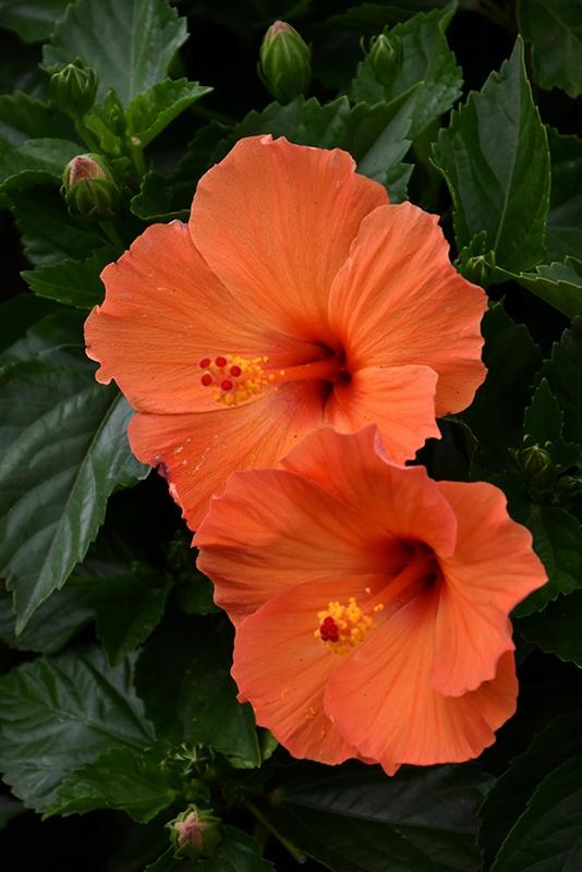 Hibiscus Bush, Orange Sunset