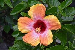 Hibiscus Bush, Fiesta