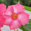 Mandevilla, Sun Parasol Giant Pink