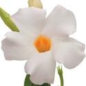 Mandevilla, Sun Parasol Giant White