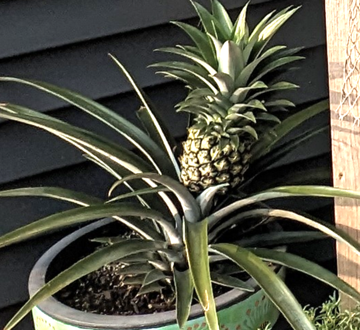 Pineapple Plant