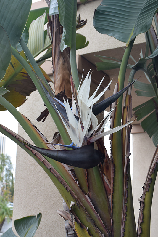 Strelitzia Reginae (Bird of Paradise), White