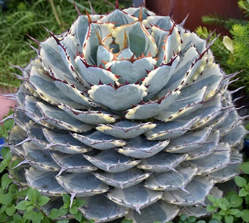 Agave, Assorted Varieties