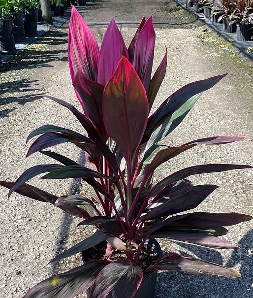 Cordyline, Florida