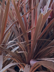 Cordyline, Red Star