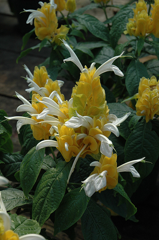 Shrimp Plant