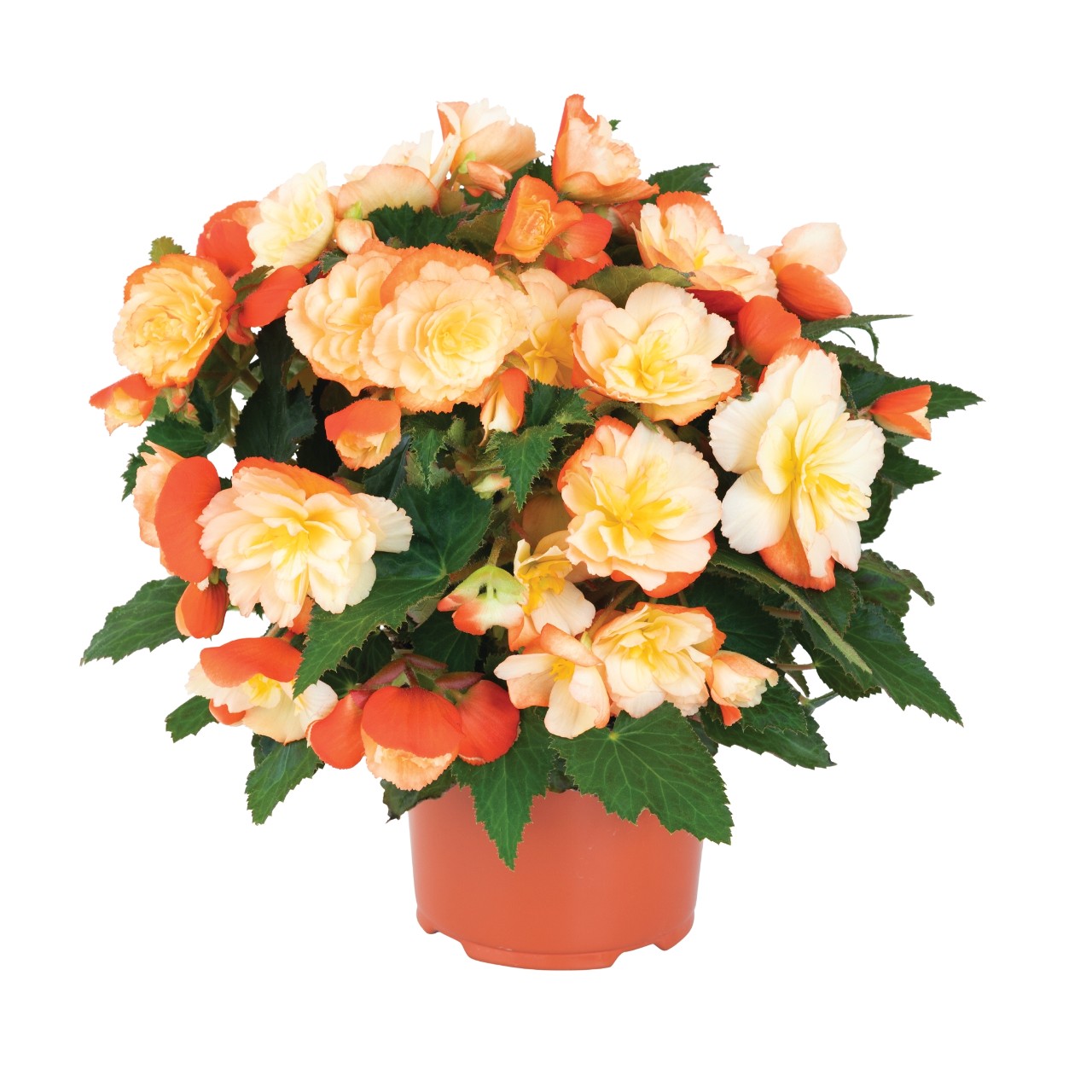 Begonia, I'Conia Scentiment Peachy Keen