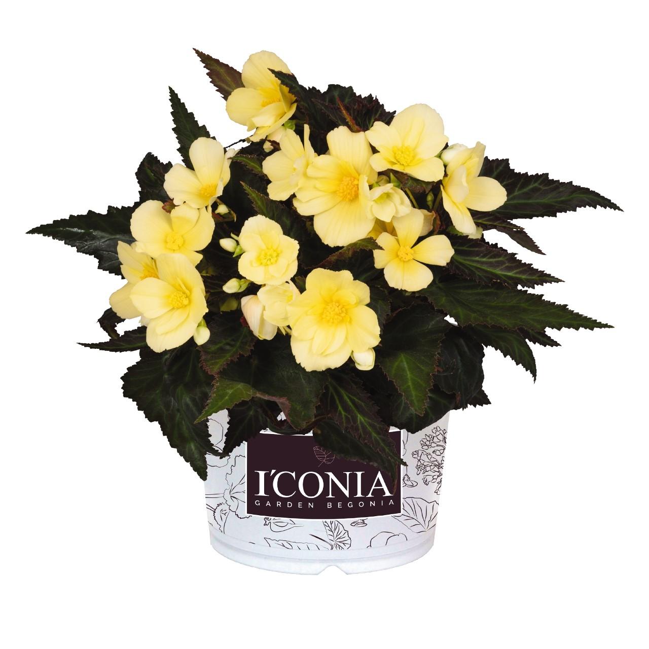 Begonia, I'Conia Sunshine